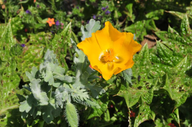 Cala Reale, Isola dell''Asinara - Glaucium flavum